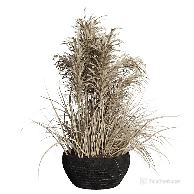 Potted Dry Grass Reed Plant With Slender Fluffy Light Brown Beige Leaves In Black Pot 3d model 
