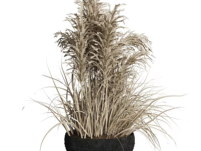 Potted Dry Grass Reed Plant With Slender Fluffy Light Brown Beige Leaves In Black Pot 3d model
