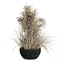 Potted Dry Grass Reed Plant With Slender Fluffy Light Brown Beige Leaves In Black Pot