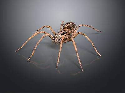 Brown Patterned Spider With Long Legs On Gray Surface Showing Reflection 3d model