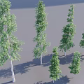 Green Foliage Trees With White Trunks Various Heights And Shadows In 3D Render 3d model