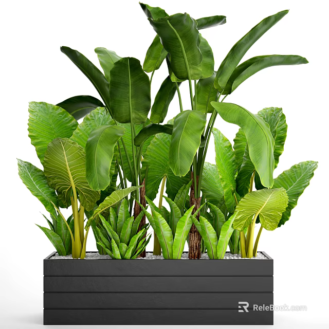 Bonsai Potted Plants With Lush Green Tropical Foliage In Black Square Planter 3d model 
