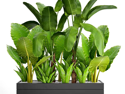 Bonsai Potted Plants With Lush Green Tropical Foliage In Black Square Planter 3d model