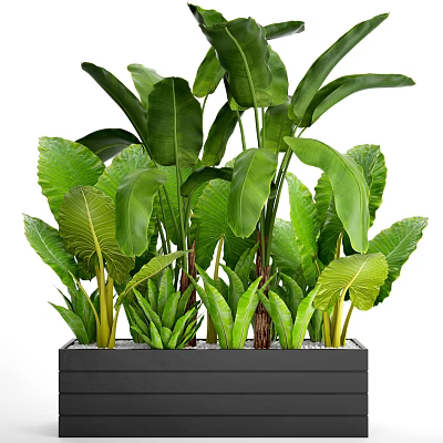 Bonsai Potted Plants With Lush Green Tropical Foliage In Black Square Planter 3d model