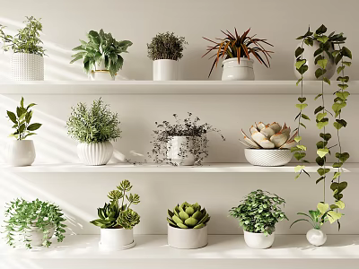 Various Potted Plants On White Shelves With Green Leaves Succulents And Vines 3d model