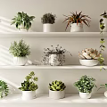 Various Potted Plants On White Shelves With Green Leaves Succulents And Vines