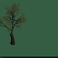 Two Arbor Trees With Lush Green Foliage And Brown Trunks In Natural Growth Form
