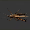 grasshopper insect cartoon locust animation locust anime locust anime game character 3d model