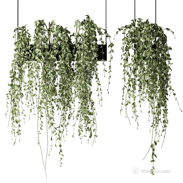 Indoor Hanging Basket Plants with Lush Trailing Green Vines and Leaves 3d model 