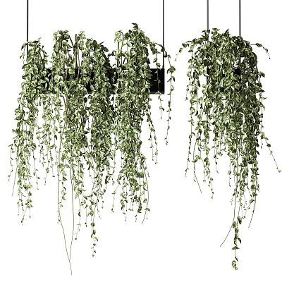 Indoor Hanging Basket Plants with Lush Trailing Green Vines and Leaves 3d model