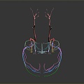 Neurons Anatomical Organs Human Organs Human Organs Human Body Tissue Human Body Structure 3d model