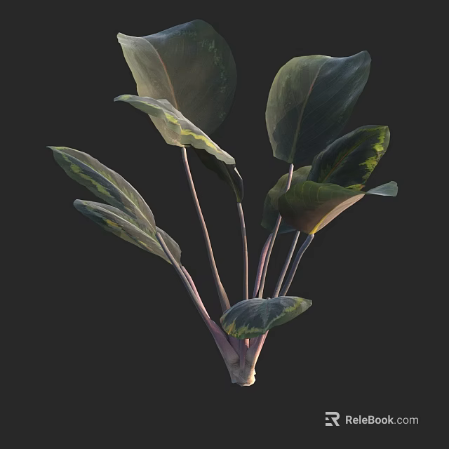 Lush Indoor Plant With Large Variegated Green Yellow Leaves And Purple Stems 3d model 