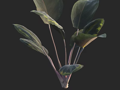 Lush Indoor Plant With Large Variegated Green Yellow Leaves And Purple Stems 3d model