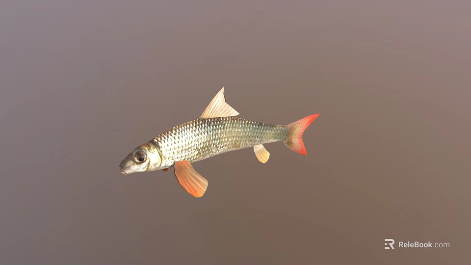 Silver Scaled Fish With Red Tail Fin And Orange Fins In Calm Water 3d model 