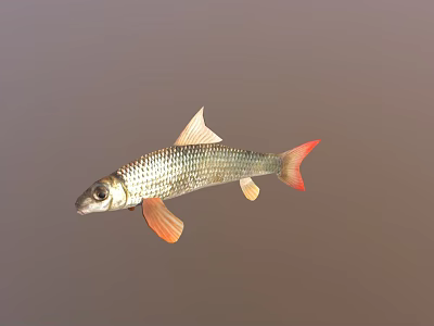 Silver Scaled Fish With Red Tail Fin And Orange Fins In Calm Water 3d model