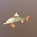 Silver Scaled Fish With Red Tail Fin And Orange Fins In Calm Water