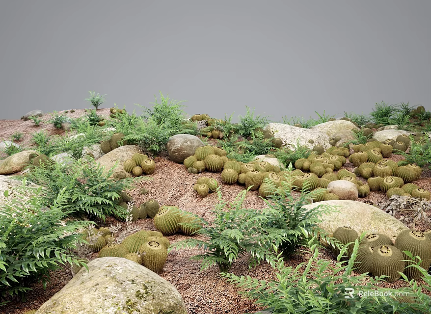 Lush Green Ferns and Round Cactus Plants Growing Among Natural Stones and Brown Soil 3d model 