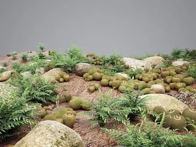 Lush Green Ferns and Round Cactus Plants Growing Among Natural Stones and Brown Soil 3d model