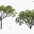 Modern Landscape Trees Arbor Shrubs Road Trees Street Trees Big Trees Old Trees 3d model