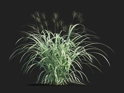 Lush Aquatic Plant With Long Slender Green Foliage For Water Gardens 3d model