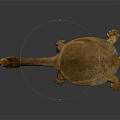 Brown Softshell Turtle With Long Neck And Webbed Feet On Gray Gradient Background 3d model