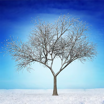 Snow Covered Bare Branches Tree Against Clear Blue Sky Winter Scene 3d model