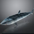 Blue and White Striped Shark 3D Model on Dark Background with Reflection