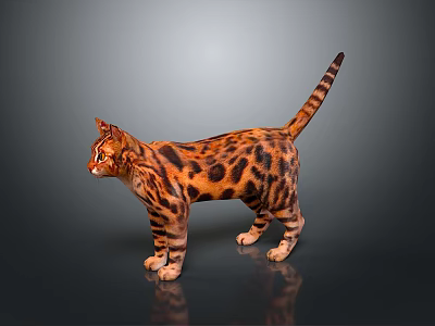 Leopard Cat With Brown Black Spotted Fur Standing On Gray Background 3d model