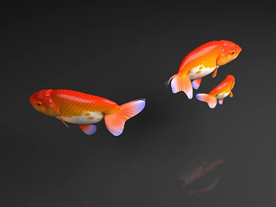 Three Orange Koi Fish Swimming In Dark Background With Clear Reflections 3d model