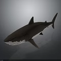 Detailed Shark 3D Model with Realistic Features and Smooth Texture on Dark Background 3d model