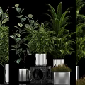 Stylish Bonsai Potted Plants With Lush Green Foliage Silver Metallic Pots And Decorative Display Stands