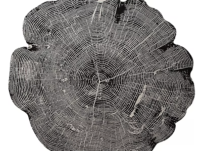 Natural Wooden Wall Decor Featuring Tree Stump Cross Section With Growth Rings 3d model