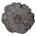 Natural Wooden Wall Decor Featuring Tree Stump Cross Section With Growth Rings