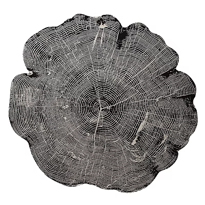 Natural Wooden Wall Decor Featuring Tree Stump Cross Section With Growth Rings 3d model