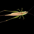 Green Grasshopper With Long Antennae And Slender Legs On Black Background