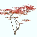 Autumn Arbor With Vibrant Red Leaves And Brown Branches On White Background