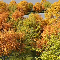 Circular Plant Combination Featuring Yellow Orange Trees Gray Open Space And Garden Landscape