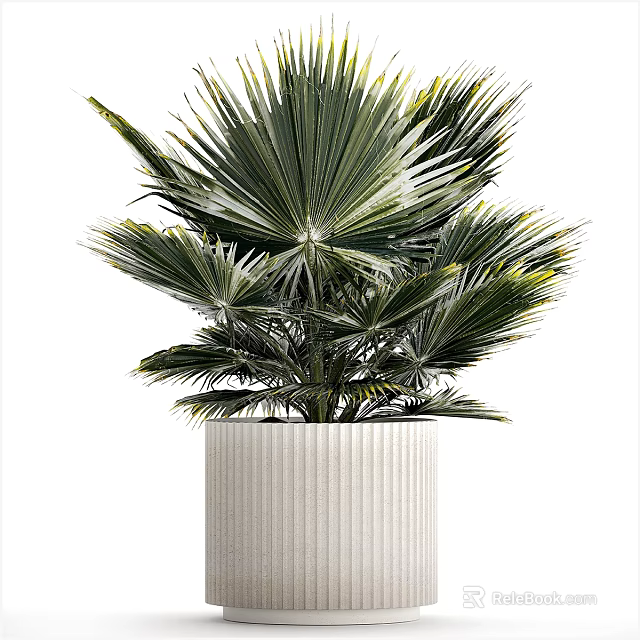 Lush Green Bonsai Potted Plant With Large Leaves And Textured White Pot 3d model 