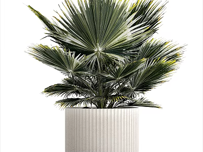 Lush Green Bonsai Potted Plant With Large Leaves And Textured White Pot 3d model