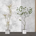 Indoor Bonsai Potted Plants With Lush Green Leaves And Perforated Wall Background