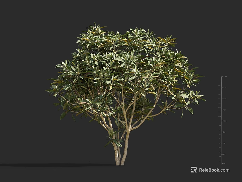 Lush Green Foliage Shrub With Light Brown Trunks And Healthy Growth 3d model 