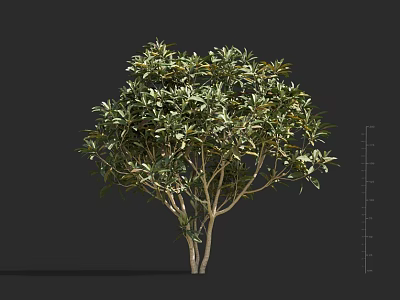 Lush Green Foliage Shrub With Light Brown Trunks And Healthy Growth 3d model