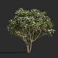 Lush Green Foliage Shrub With Light Brown Trunks And Healthy Growth