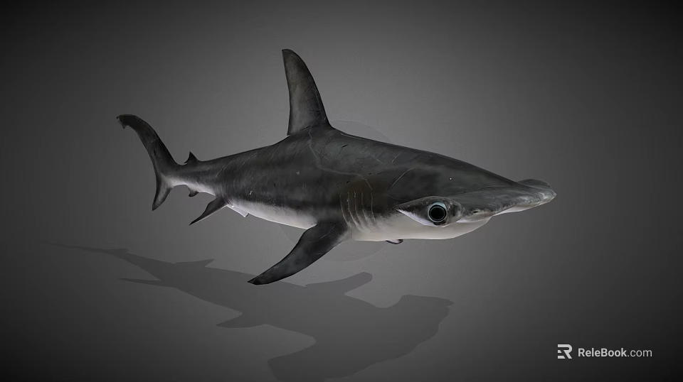 Hammerhead Shark Marine Aquatic Animal With Distinctive Hammer Shaped Head Features 3d model 