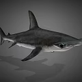 Hammerhead Shark Marine Aquatic Animal With Distinctive Hammer Shaped Head Features