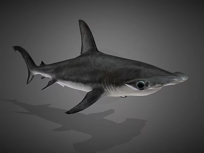 Hammerhead Shark Marine Aquatic Animal With Distinctive Hammer Shaped Head Features 3d model