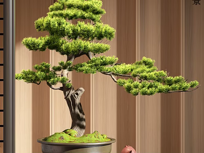 Artistic Bonsai Pine Tree With Curved Trunk Green Foliage In Decorative Pot And Wooden Background 3d model