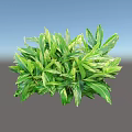 Lush Vibrant Green Shrub with White Striped Leaves for Garden Landscaping