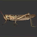 Realistic Brown Grasshopper With Red Antennae Body Patterns And Long Legs On Dark Background