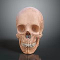 Realistic Human Skull Anatomical Model With Detailed Teeth And Cranial Structure 3d model